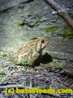 /home//u458753944/public_html/sourcegallery///Roxborough Toad Detour/2013-2019/2013/2013-04-09/P1120186.JPG